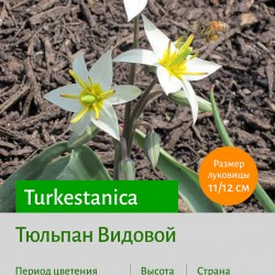 Тюльпан Видовой тюльпан (spec.) Turkestanica
